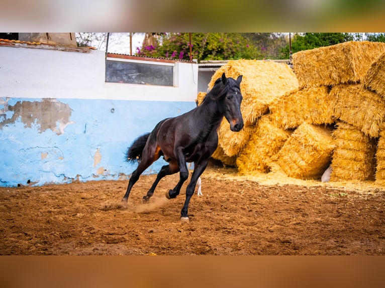 PRE Mix Hengst 9 Jaar 168 cm Zwart in Valencia