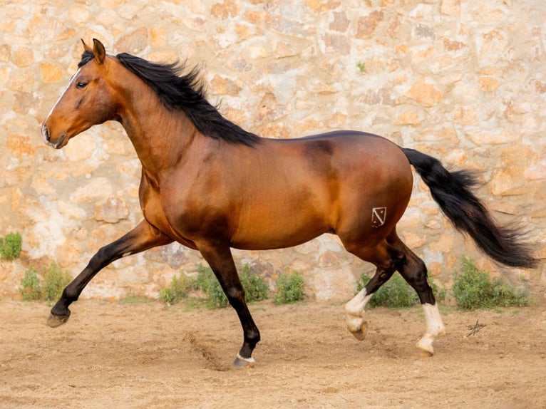 PRE Mix Hengst 9 Jaar 170 cm Bruin in Navas Del Madroño