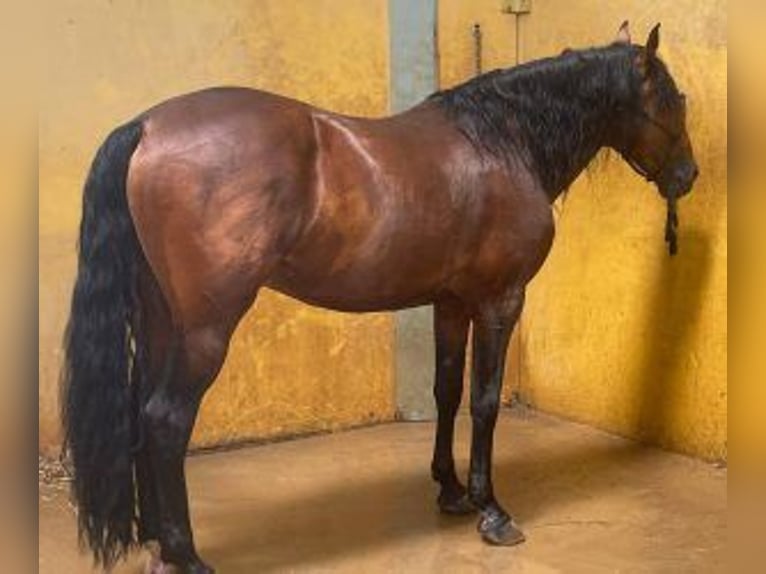 PRE Mix Hengst 9 Jaar 170 cm Roodbruin in Leon