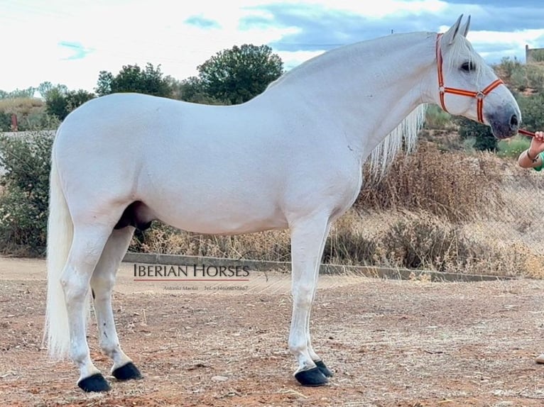 PRE Mix Hengst 9 Jaar 171 cm Schimmel in Navas Del Madroño PRE Mix Hengst 9 Jaar 171 cm Schimmel in Navas Del Madroño