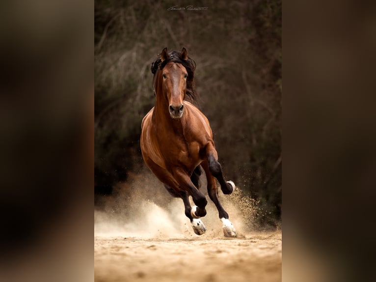 PRE Hengst 9 Jaar 173 cm in El Catllar