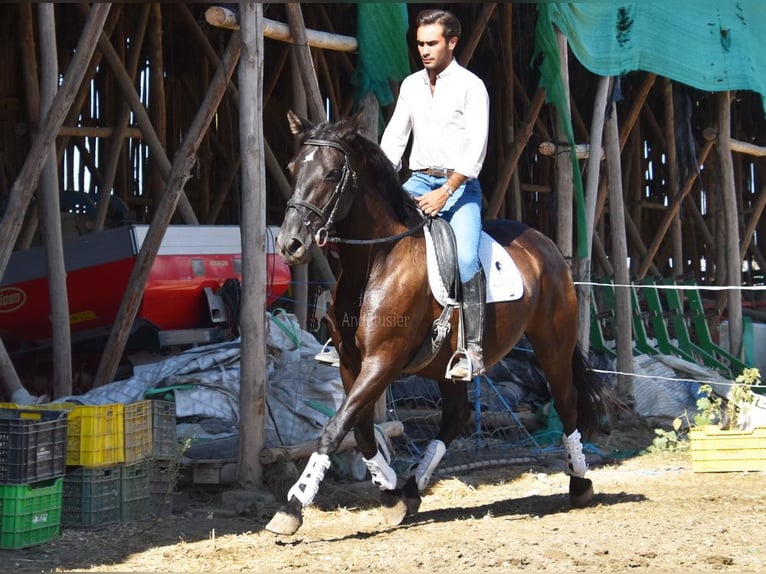 PRE Hengst 9 Jahre 160 cm Rappe in Provinz Granada