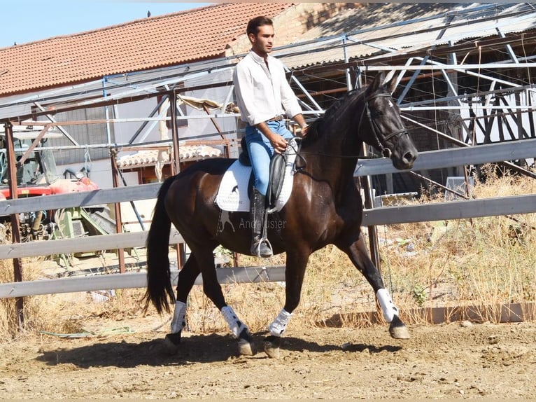 PRE Hengst 9 Jahre 160 cm Rappe in Provinz Granada