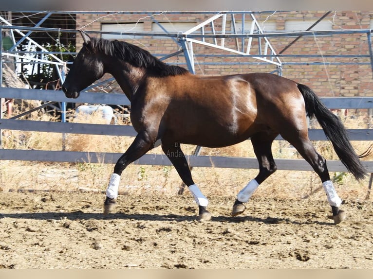 PRE Hengst 9 Jahre 160 cm Rappe in Provinz Granada