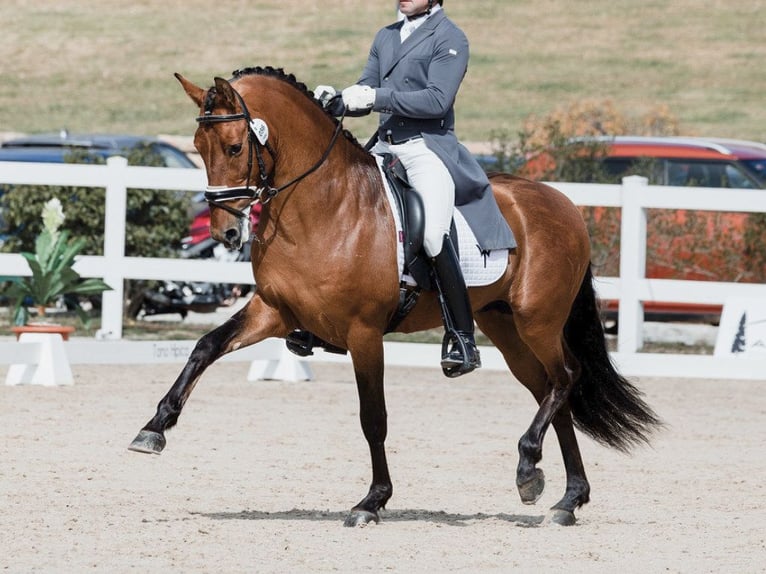 PRE Mix Hengst 9 Jahre 161 cm Rotbrauner in NAVAS DEL MADRONO