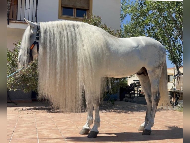 PRE Hengst 9 Jahre 161 cm Schimmel in Jerez de la Frontera