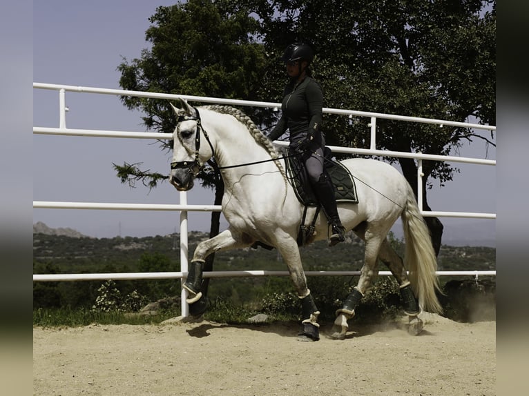 PRE Mix Hengst 9 Jahre 161 cm White in MADRID