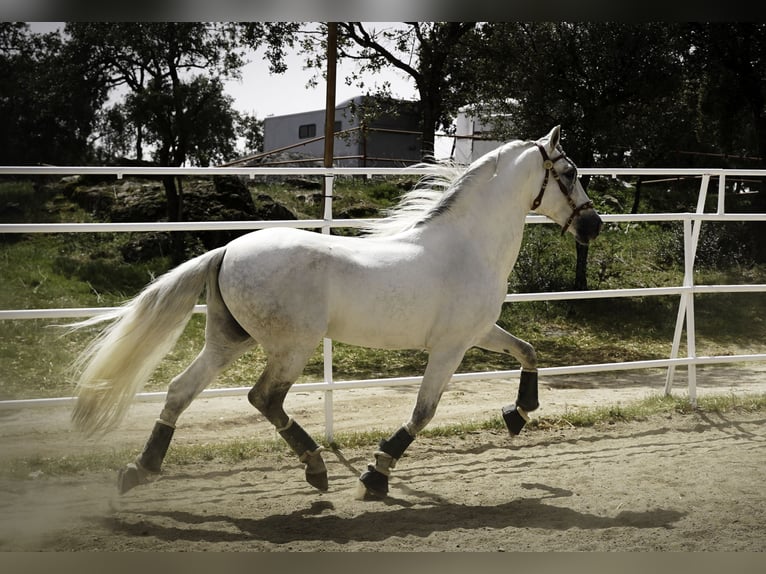 PRE Mix Hengst 9 Jahre 161 cm White in MADRID