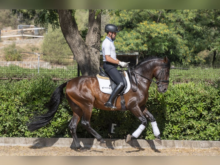 PRE Mix Hengst 9 Jahre 162 cm Dunkelbrauner in Saint-Laurent-de-Ceris