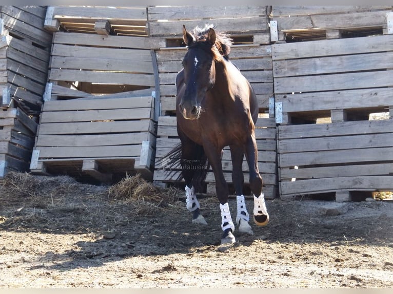 PRE Mix Hengst 9 Jahre 162 cm Rappe in Provinz Granada