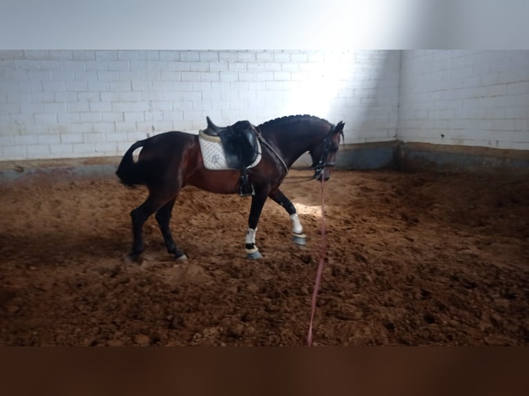 PRE Mix Hengst 9 Jahre 162 cm Rotbrauner in NAVAS DEL MADRONO