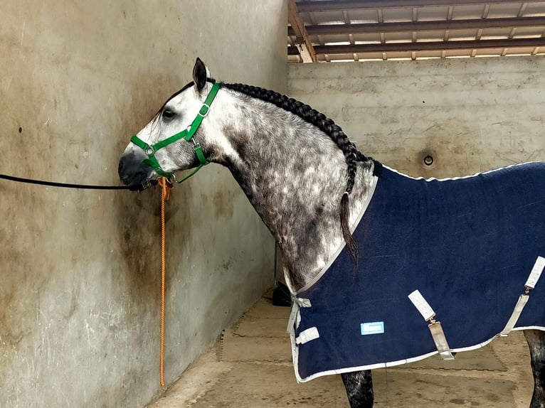 PRE Hengst 9 Jahre 162 cm Schimmel in Los Arenales Del Sol