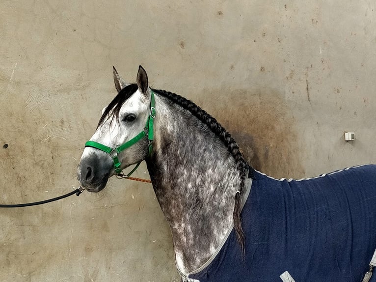 PRE Hengst 9 Jahre 162 cm Schimmel in Los Arenales Del Sol