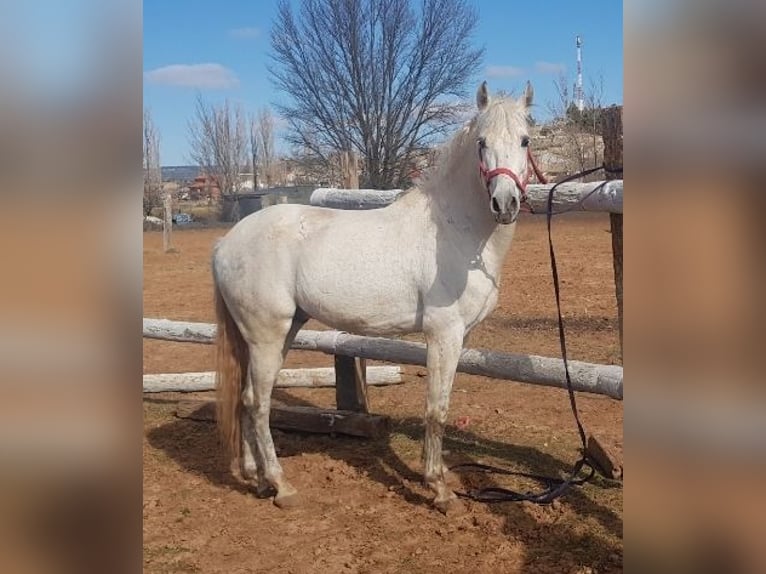 PRE Mix Hengst 9 Jahre 162 cm Schimmel in Madrid