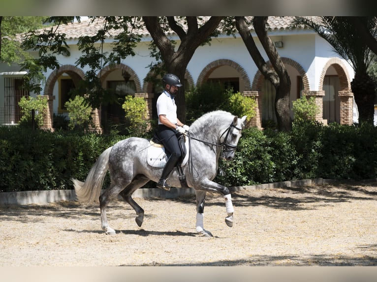PRE Mix Hengst 9 Jahre 163 cm Apfelschimmel in Los Barrios