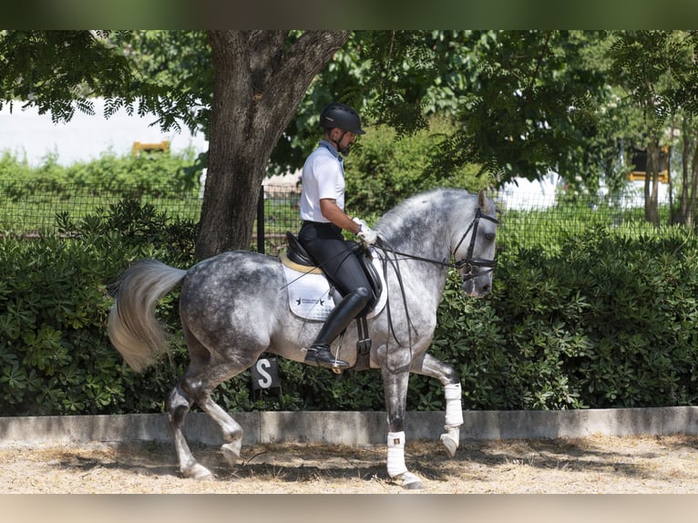 PRE Mix Hengst 9 Jahre 163 cm Apfelschimmel in Los Barrios