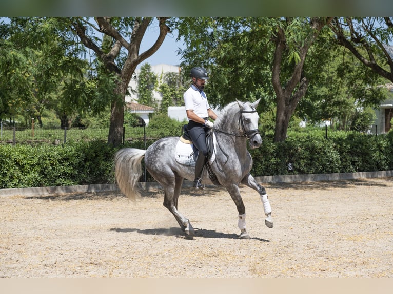 PRE Mix Hengst 9 Jahre 163 cm Apfelschimmel in Los Barrios