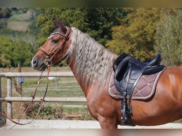 PRE Mix Hengst 9 Jahre 163 cm Palomino in Isére