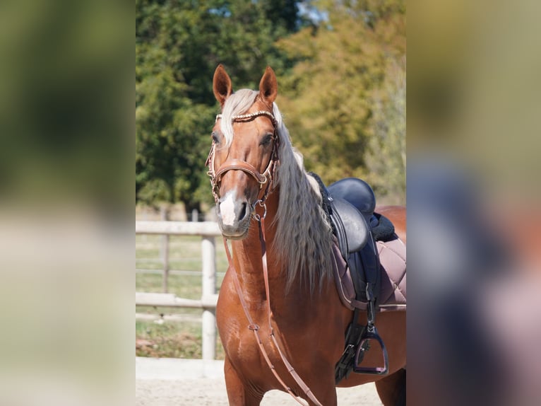 PRE Mix Hengst 9 Jahre 163 cm Palomino in Isére
