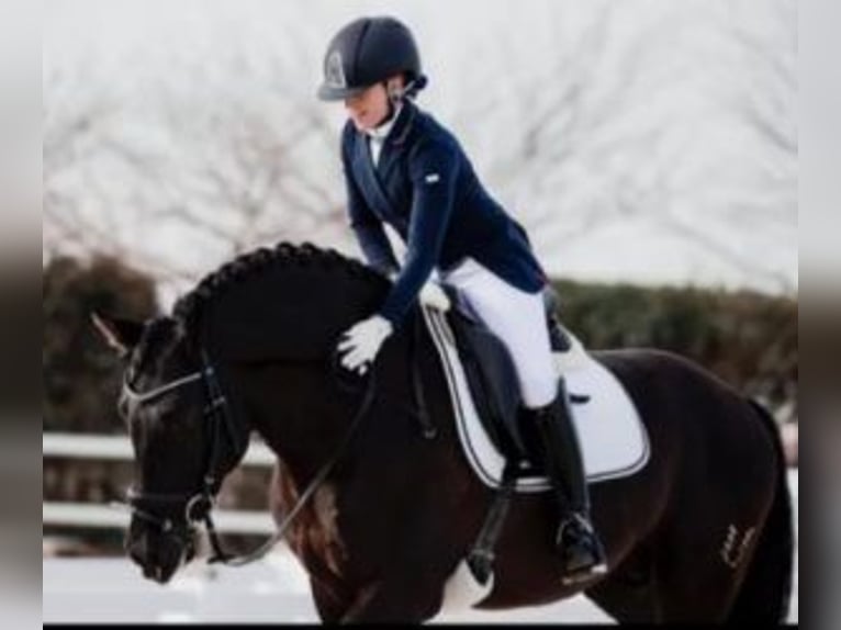 PRE Mix Hengst 9 Jahre 163 cm Rotbrauner in MADRID