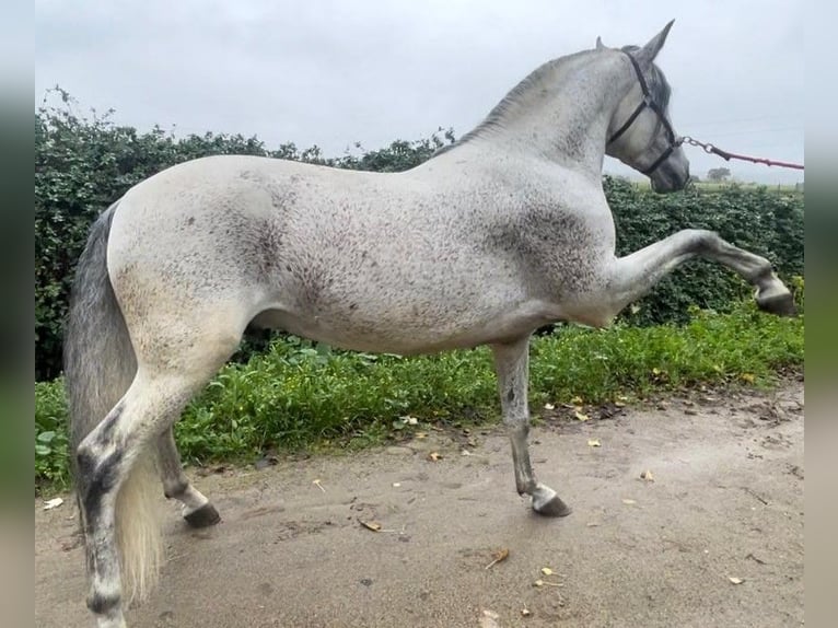PRE Mix Hengst 9 Jahre 163 cm Schimmel in Madrid