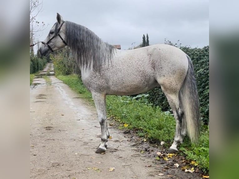 PRE Mix Hengst 9 Jahre 163 cm Schimmel in Madrid