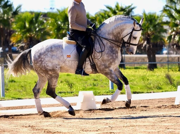 PRE Mix Hengst 9 Jahre 163 cm Schimmel in Navas Del Madroño
