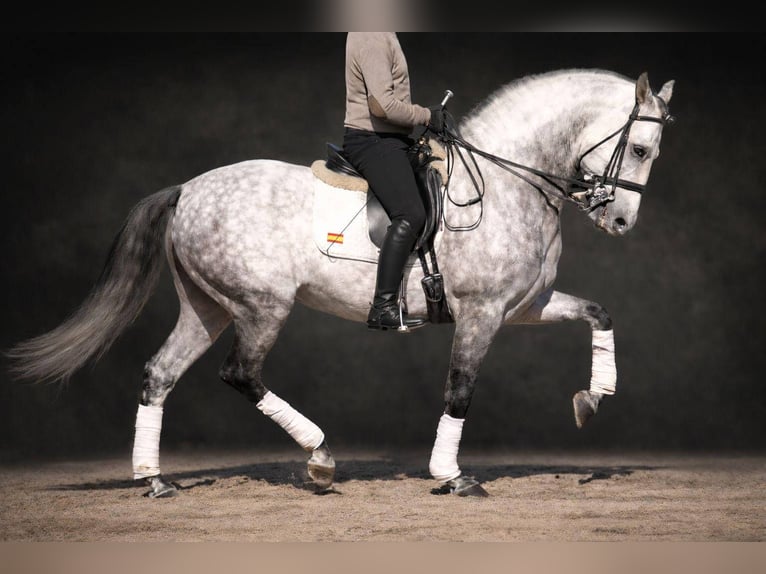 PRE Mix Hengst 9 Jahre 163 cm Schimmel in Navas Del Madroño