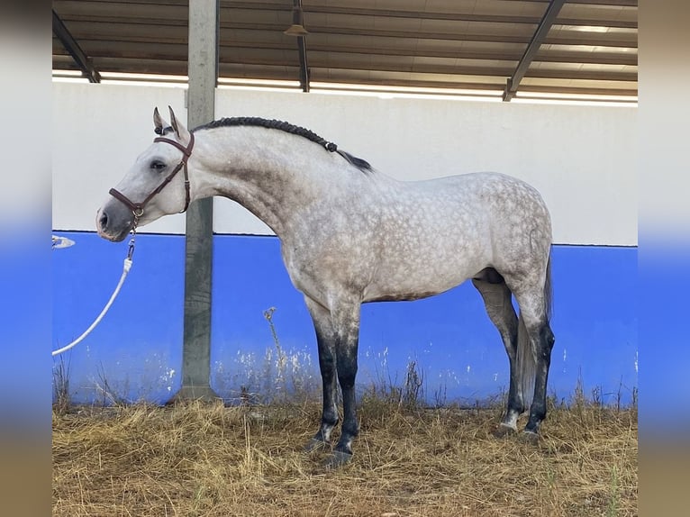 PRE Mix Hengst 9 Jahre 164 cm Apfelschimmel in Santa Perpetua de Mogoda