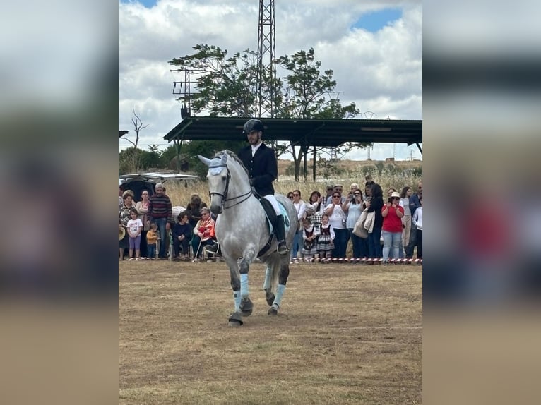 PRE Mix Hengst 9 Jahre 164 cm Apfelschimmel in Pozoblanco