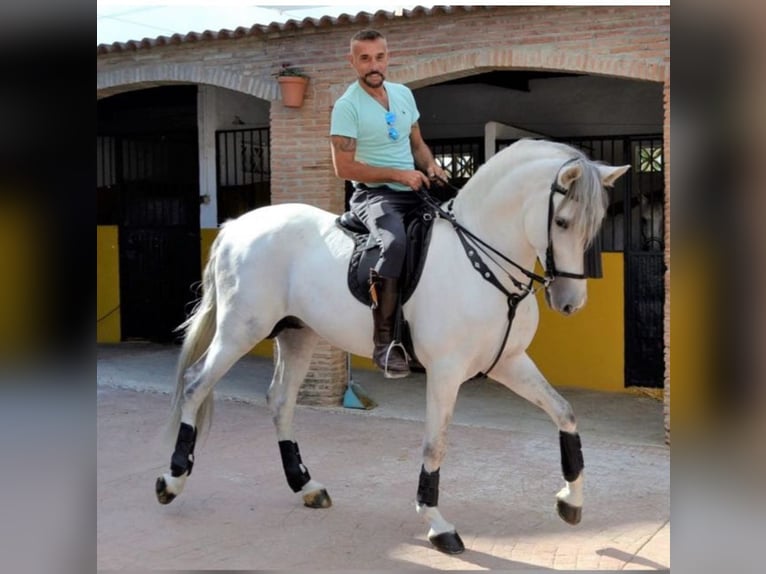 PRE Mix Hengst 9 Jahre 164 cm Schimmel in Malaga