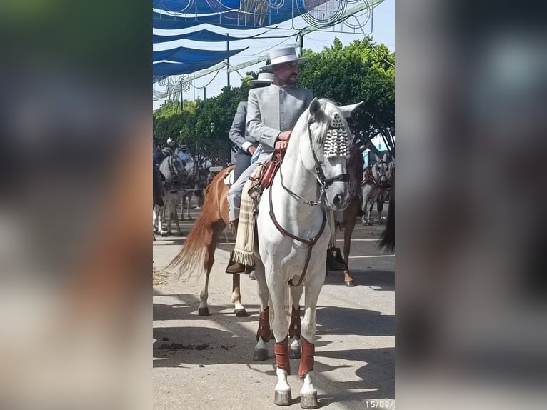PRE Mix Hengst 9 Jahre 164 cm Schimmel in Malaga