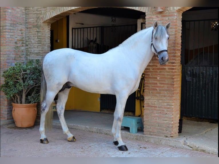 PRE Mix Hengst 9 Jahre 164 cm Schimmel in Malaga