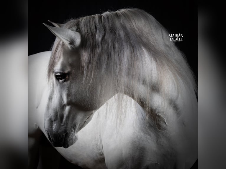 PRE Mix Hengst 9 Jahre 164 cm White in Villaverde De Guadalimar