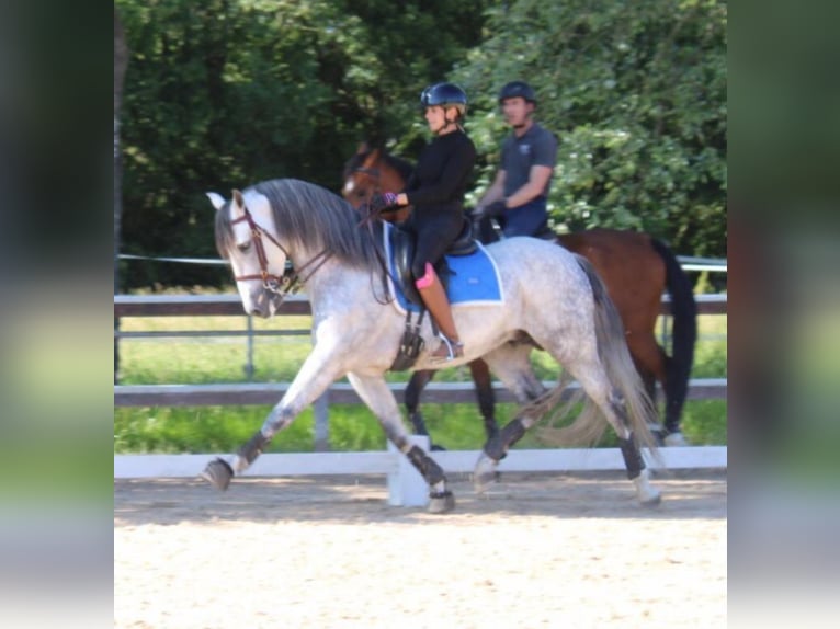 PRE Mix Hengst 9 Jahre 165 cm Apfelschimmel in Martfeld