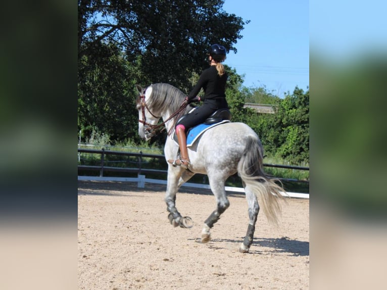 PRE Mix Hengst 9 Jahre 165 cm Apfelschimmel in Martfeld