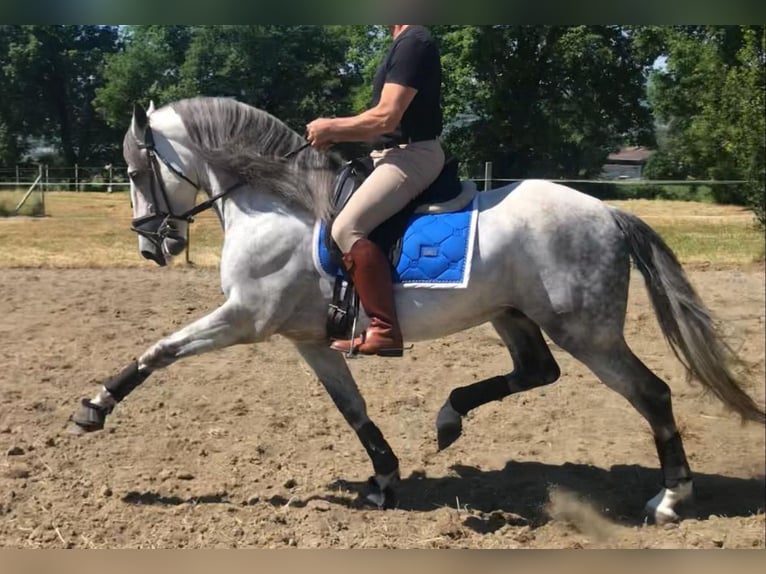 PRE Mix Hengst 9 Jahre 165 cm Apfelschimmel in Martfeld