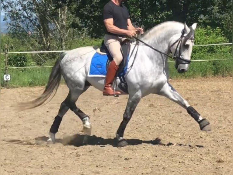 PRE Mix Hengst 9 Jahre 165 cm Apfelschimmel in Martfeld