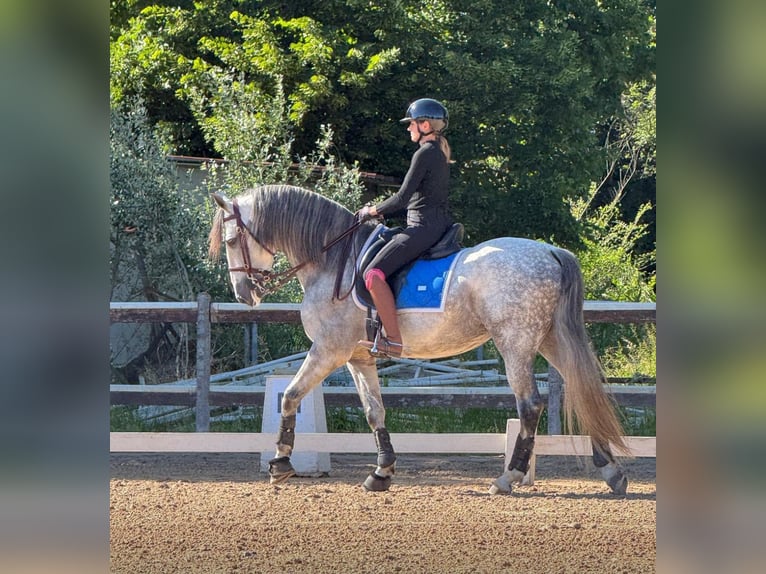 PRE Mix Hengst 9 Jahre 165 cm Apfelschimmel in Martfeld