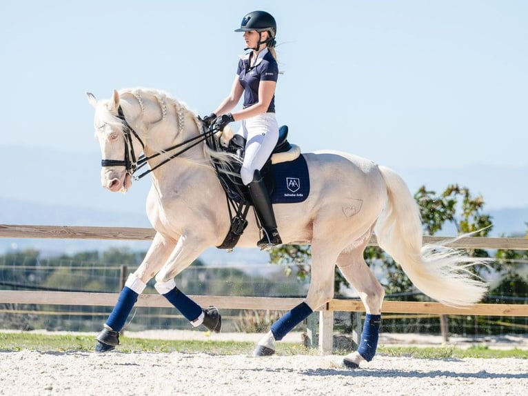 PRE Mix Hengst 9 Jahre 165 cm Perlino in Navas Del Madroño