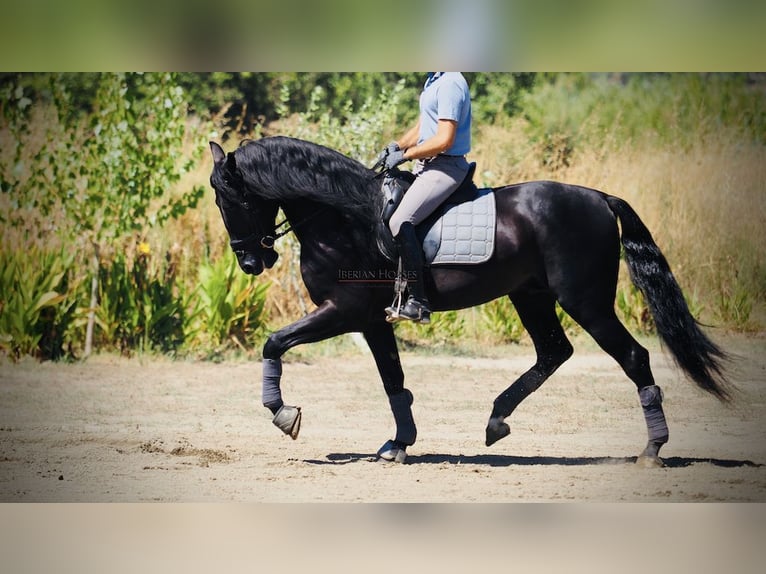 PRE Mix Hengst 9 Jahre 165 cm Rappe in NAVAS DEL MADRONO