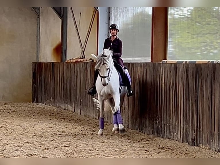 PRE Mix Hengst 9 Jahre 167 cm Schimmel in Bree