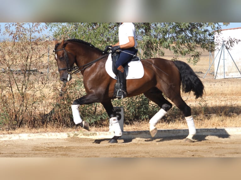 PRE Mix Hengst 9 Jahre 168 cm Rotbrauner in NAVAS DEL MADRONO