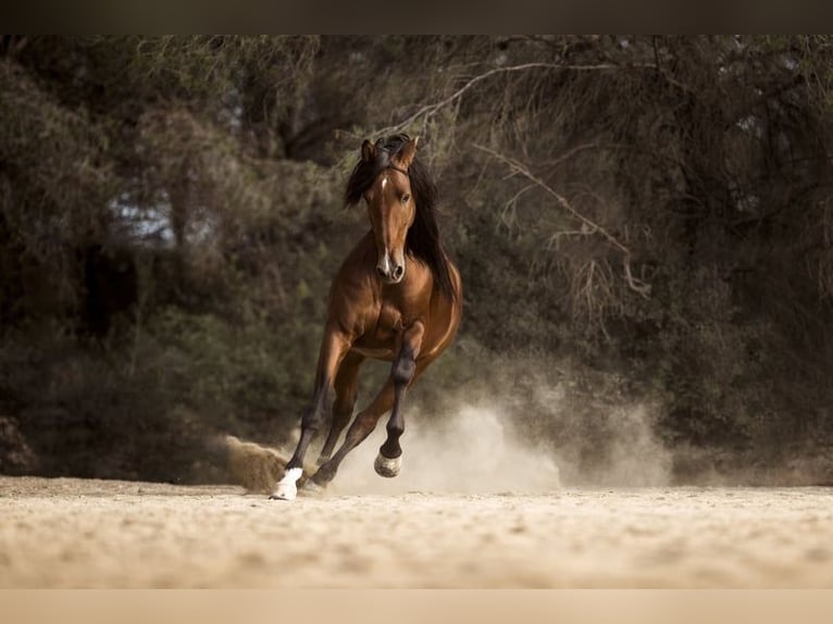 PRE Mix Hengst 9 Jahre 169 cm Brauner in El Catllar