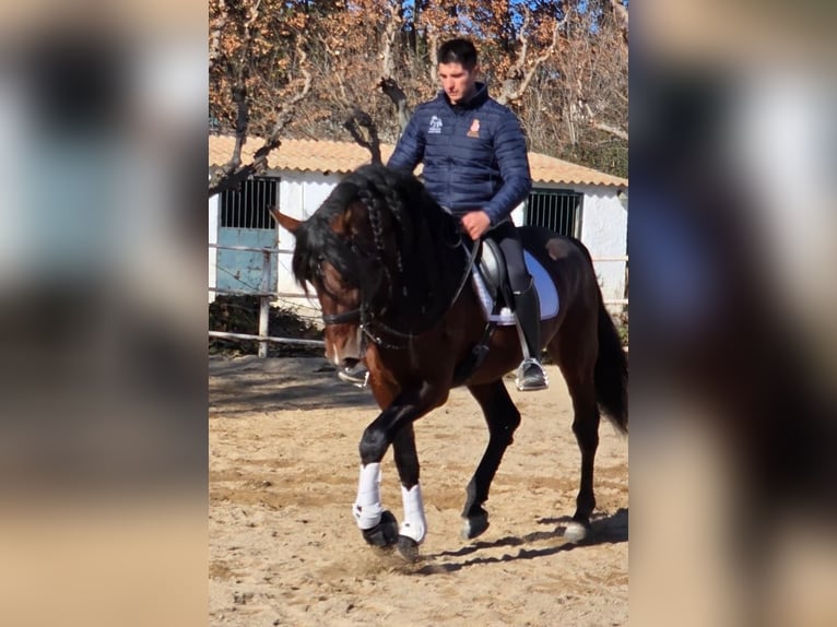 PRE Hengst 9 Jahre 169 cm Rotbrauner in Granollers