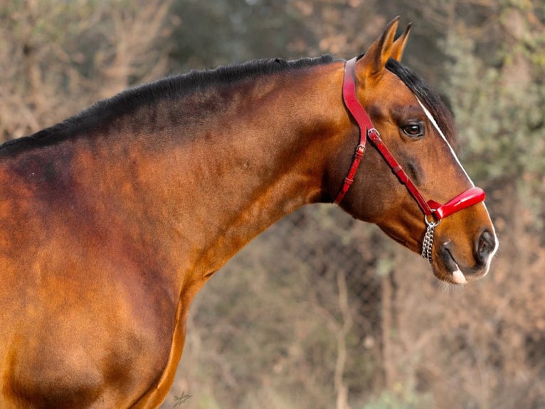 PRE Mix Hengst 9 Jahre 170 cm Brauner in Navas Del Madroño