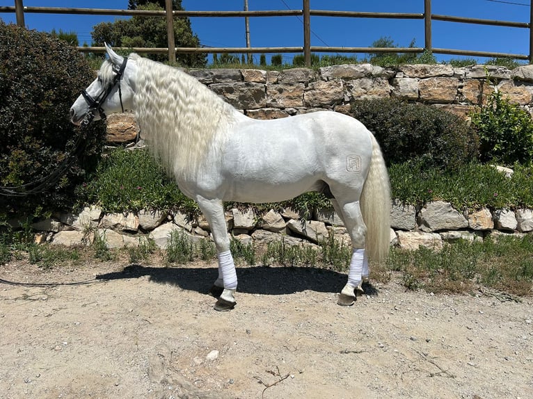 PRE Hengst 9 Jahre 172 cm Schimmel in Barcelona