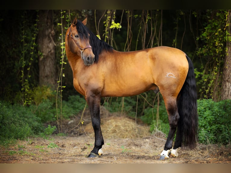 PRE Hengst 9 Jahre 173 cm in El Catllar