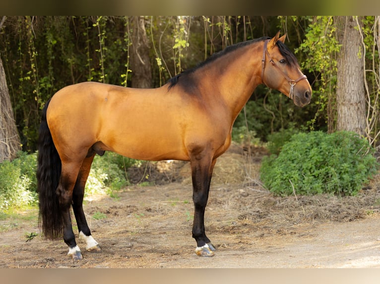PRE Hengst 9 Jahre 173 cm in El Catllar