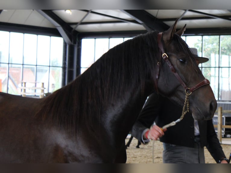 PRE Hengst Donkerbruin in Alveringem